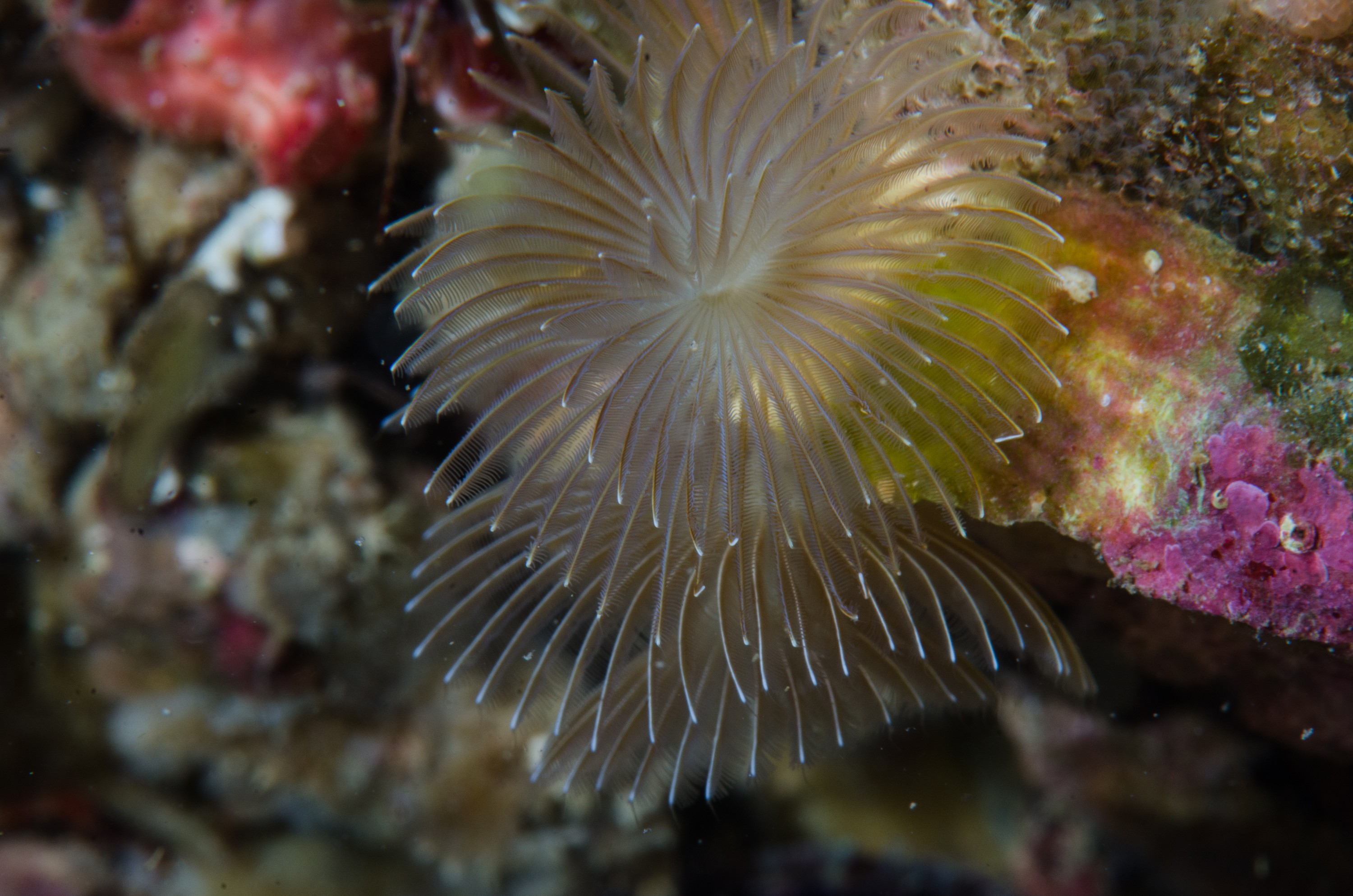 DSC_3736 – Underwater, worm, unknown, poor, knights, marine, reserve, night, Crispin, marine, new zealand, zealand, new, nz,